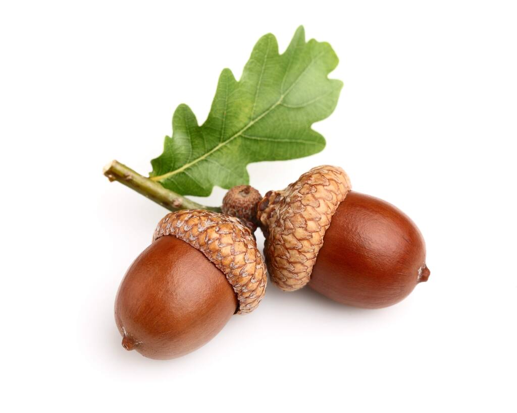 Detail Acorn Image Nomer 4