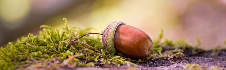Detail Acorn Image Nomer 34