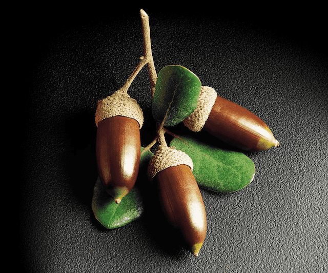 Detail Acorn Image Nomer 39