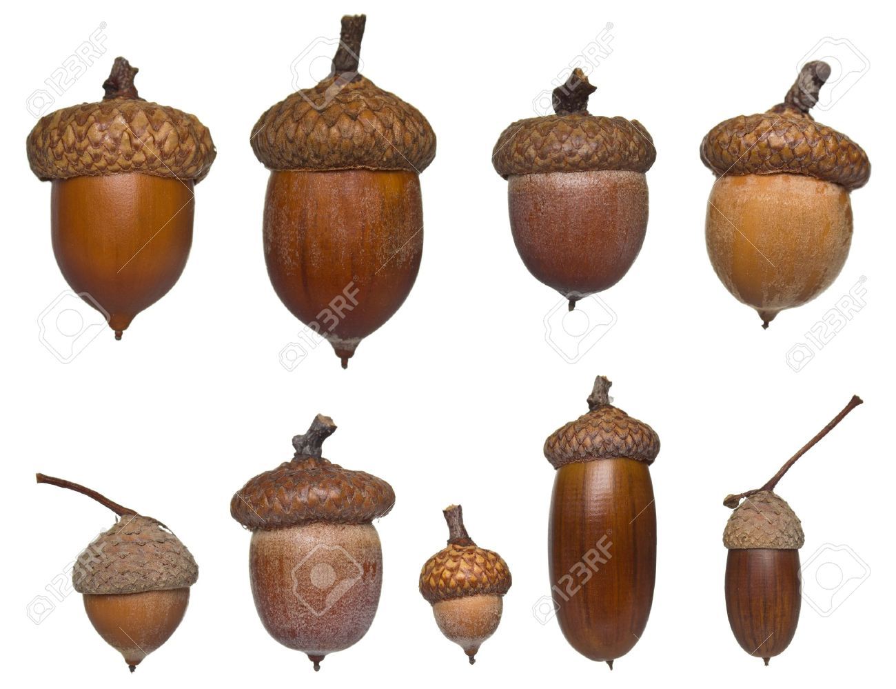 Detail Acorn Image Nomer 5