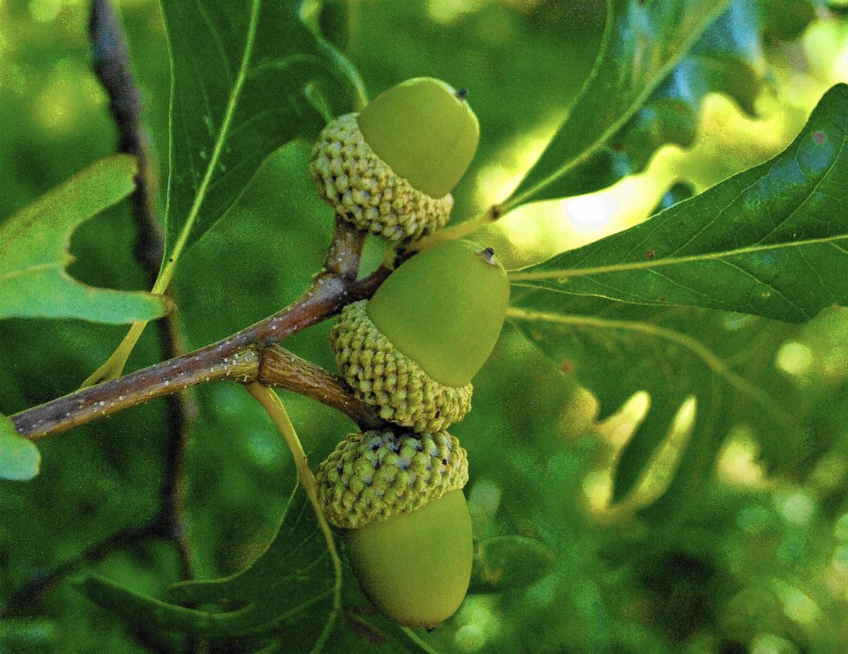 Detail Acorn Image Nomer 40