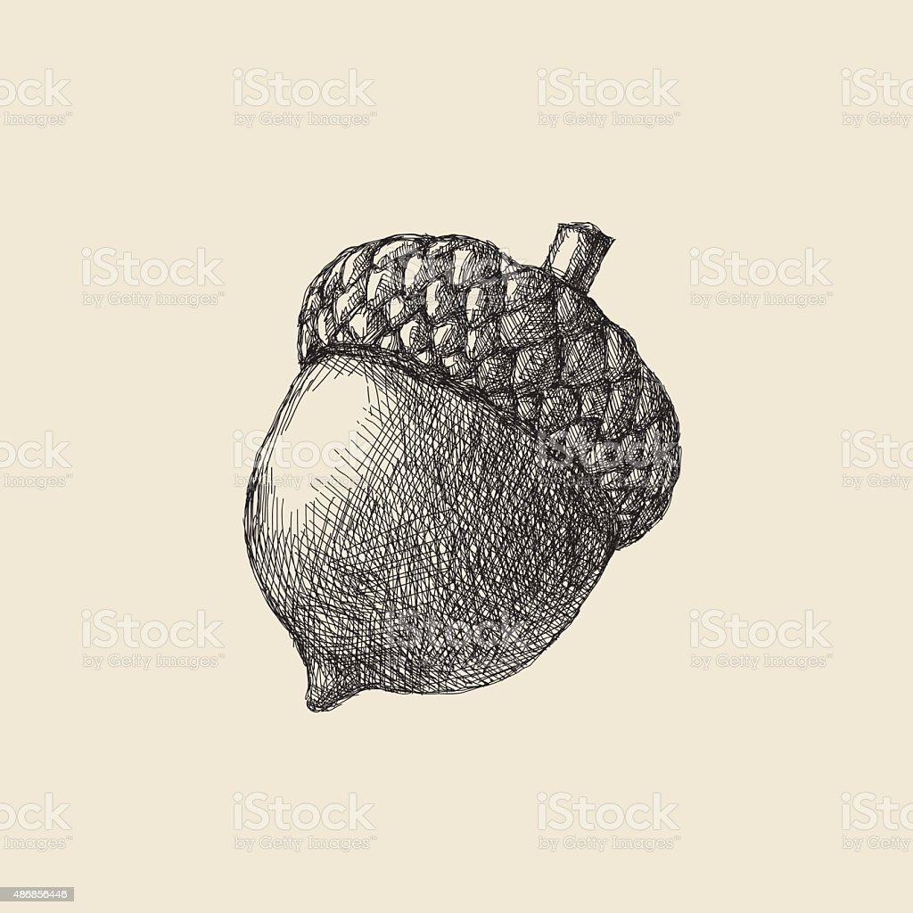 Detail Acorn Image Nomer 43