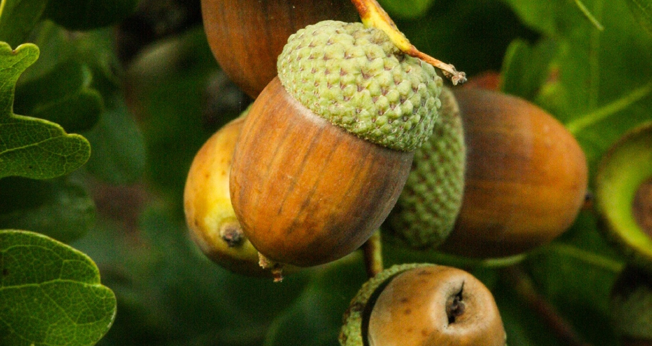 Detail Acorn Image Nomer 44