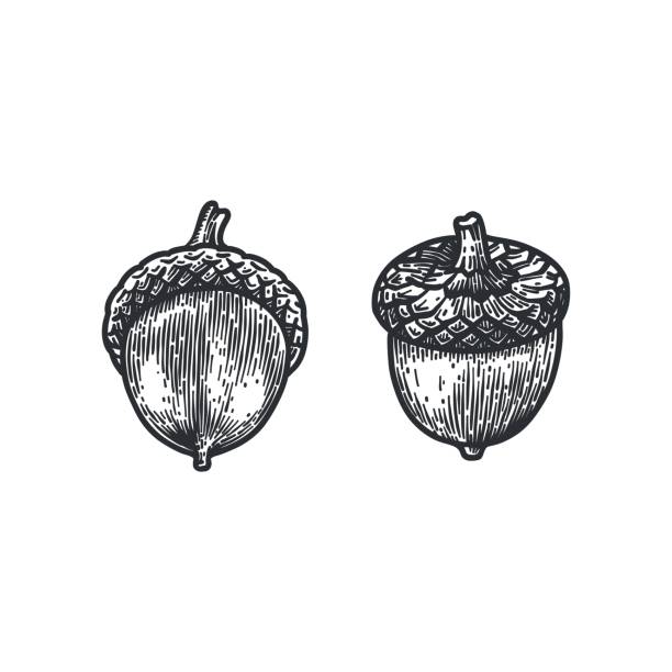 Detail Acorn Image Nomer 54