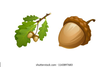 Detail Acorn Image Nomer 7