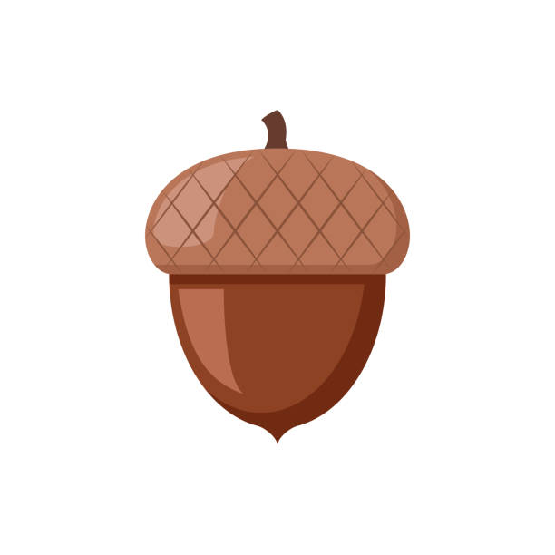 Detail Acorn Image Nomer 8