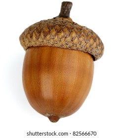 Detail Acorn Image Nomer 9
