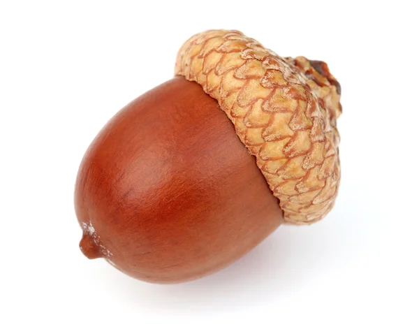 Detail Acorn Image Nomer 10