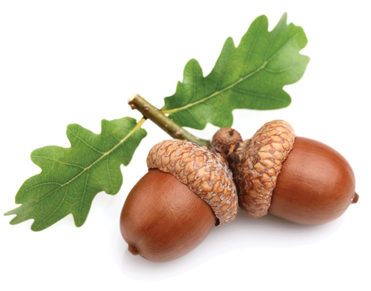Detail Acorn Pics Nomer 3