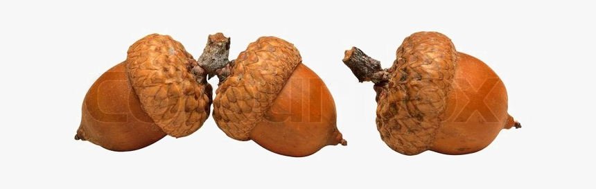 Detail Acorn Transparent Nomer 31
