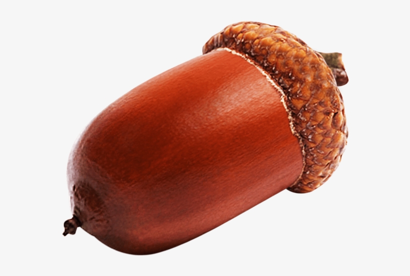 Detail Acorn Transparent Nomer 43