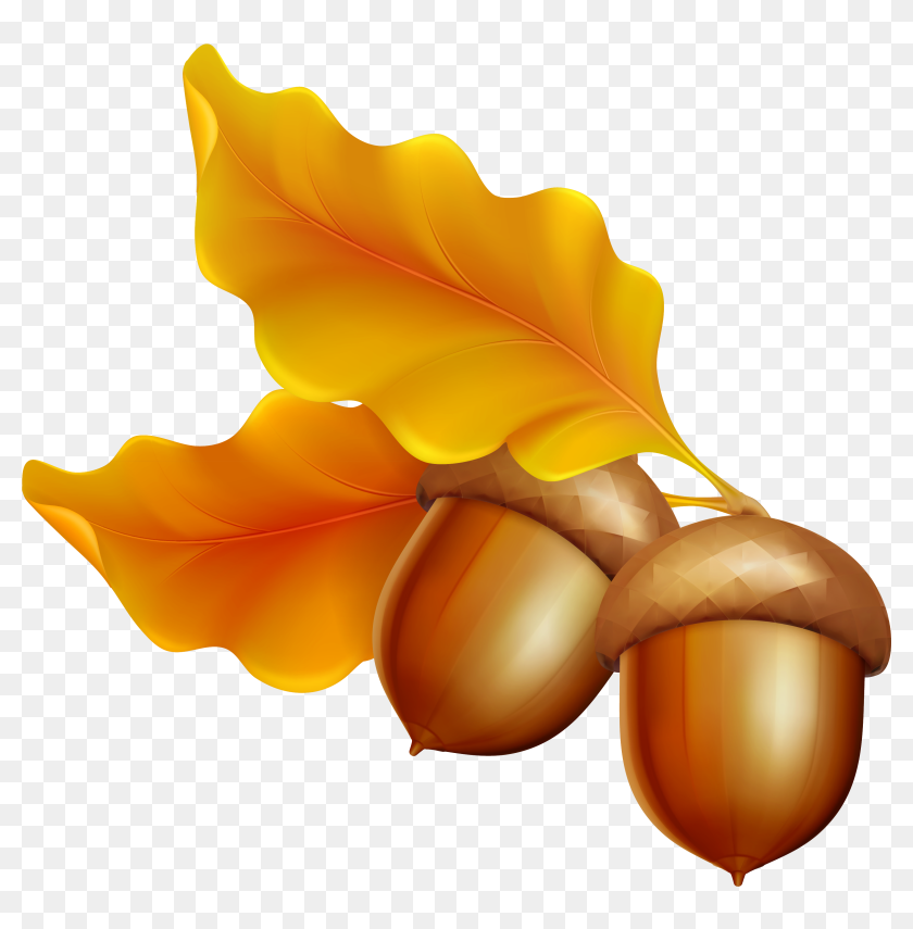 Detail Acorn Transparent Nomer 48