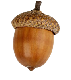 Detail Acorn Transparent Background Nomer 10