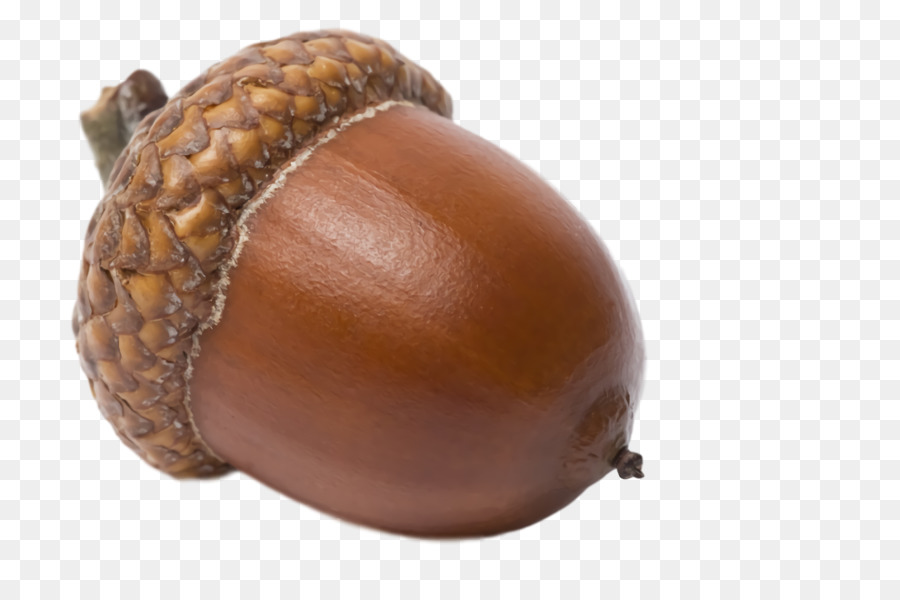 Detail Acorn Transparent Background Nomer 12