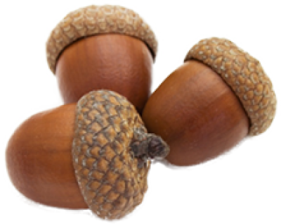 Detail Acorn Transparent Background Nomer 13