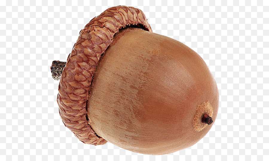 Detail Acorn Transparent Background Nomer 14