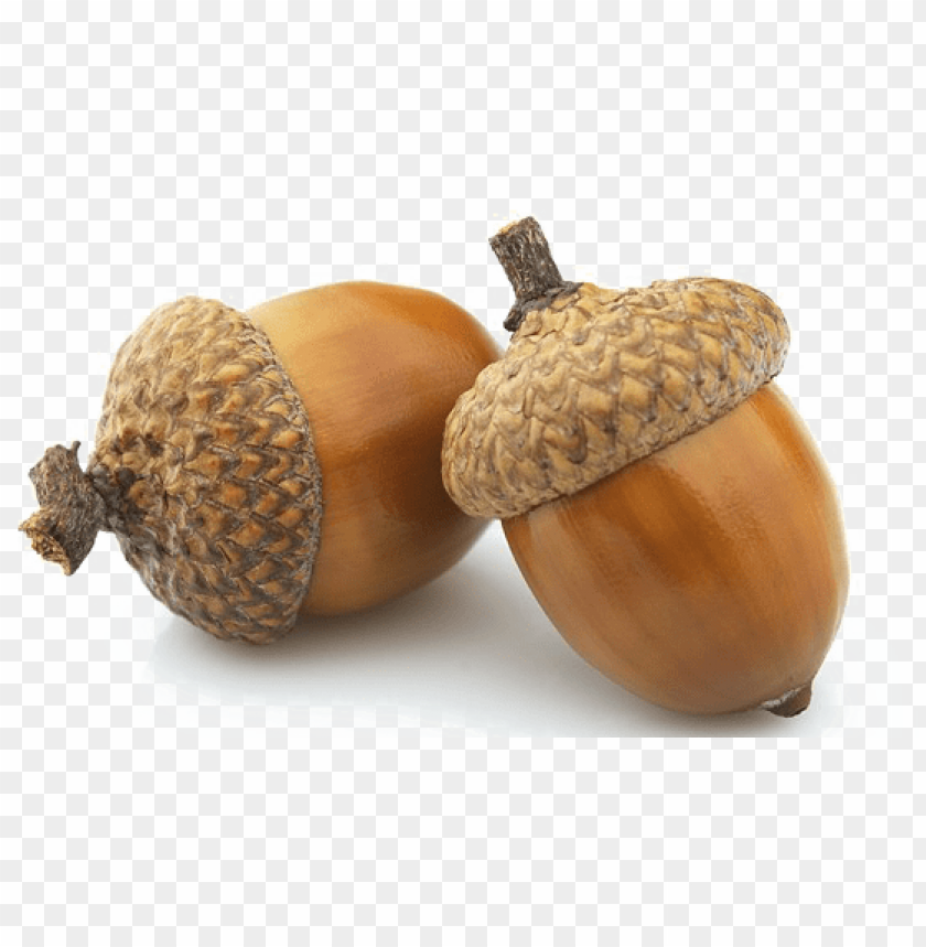 Detail Acorn Transparent Background Nomer 2