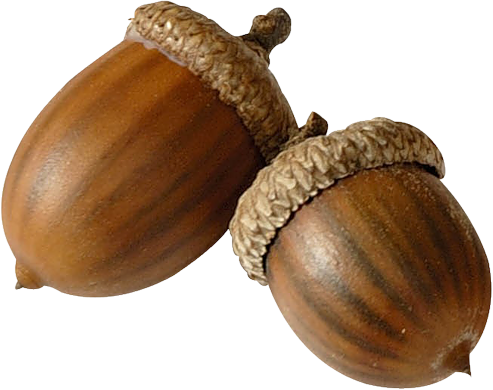 Detail Acorn Transparent Background Nomer 19