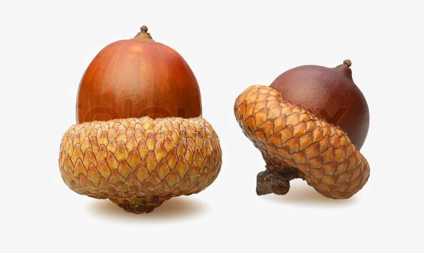 Detail Acorn Transparent Background Nomer 21