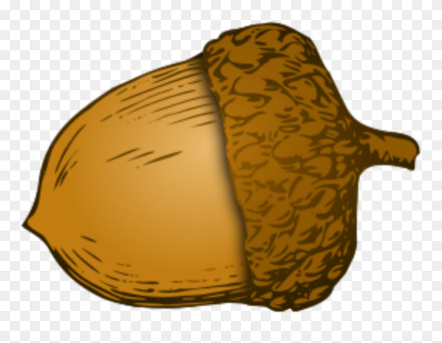 Detail Acorn Transparent Background Nomer 22
