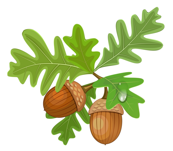Detail Acorn Transparent Background Nomer 24