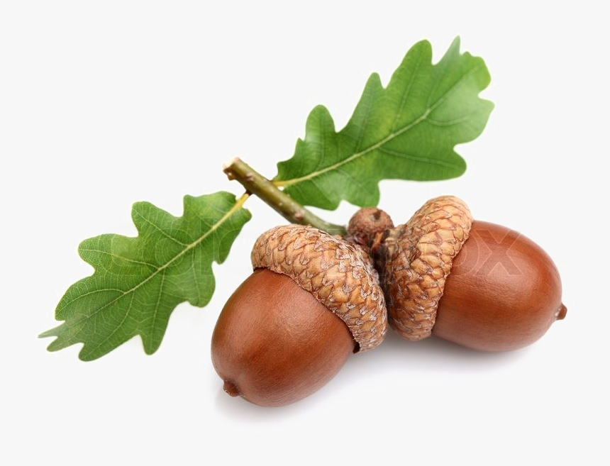 Detail Acorn Transparent Background Nomer 26