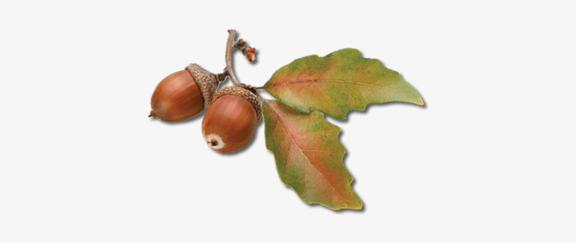 Detail Acorn Transparent Background Nomer 27