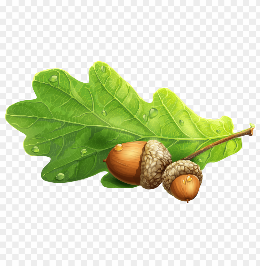 Detail Acorn Transparent Background Nomer 33