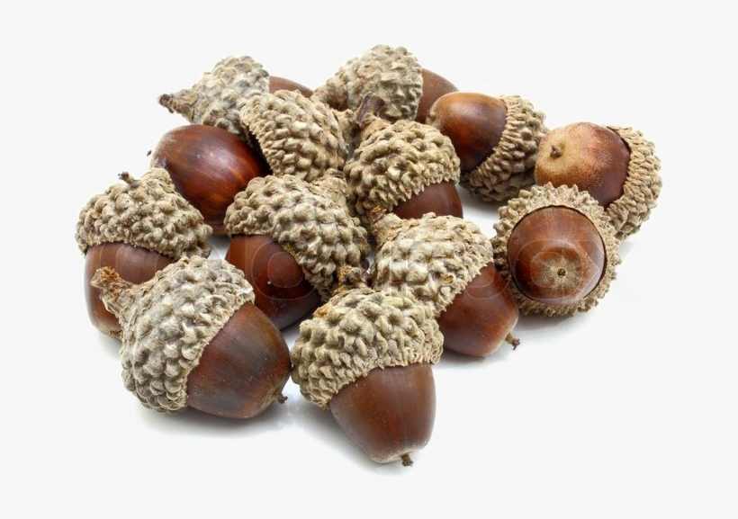 Detail Acorn Transparent Background Nomer 36