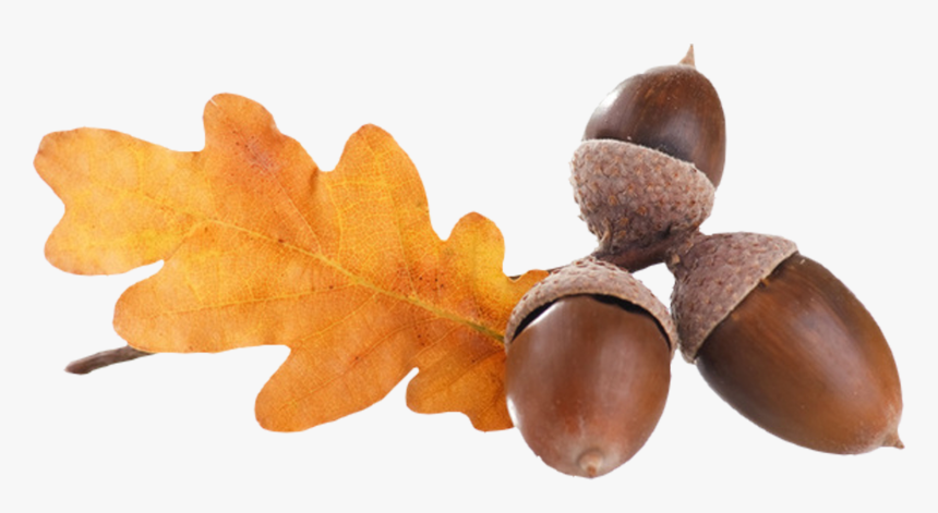 Detail Acorn Transparent Background Nomer 37