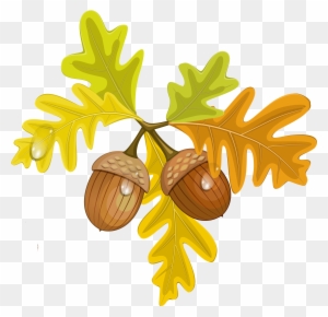 Detail Acorn Transparent Background Nomer 40