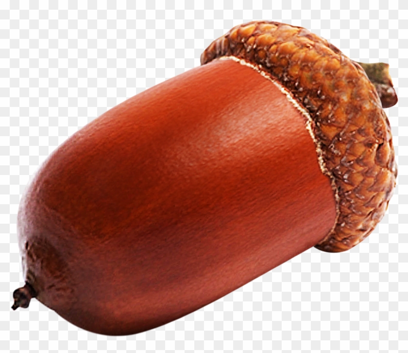 Detail Acorn Transparent Background Nomer 43