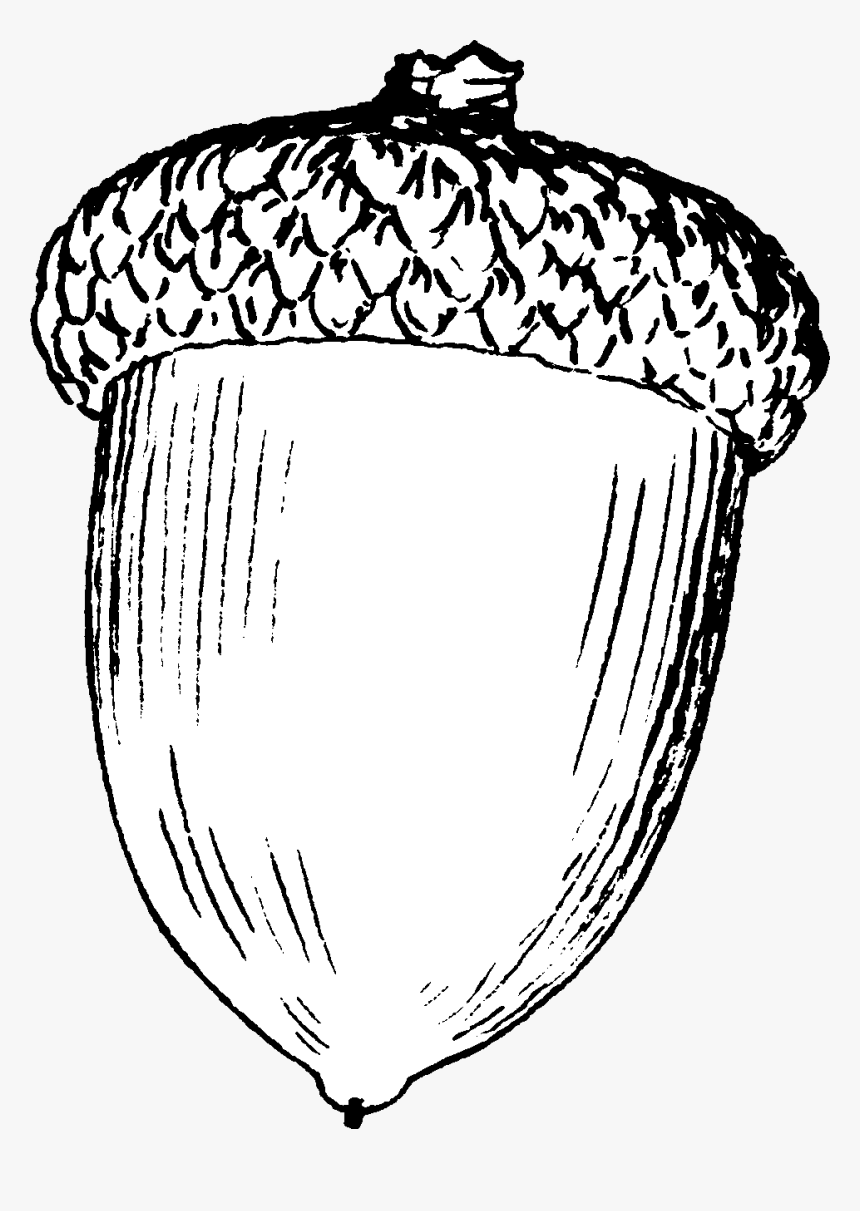 Detail Acorn Transparent Background Nomer 46