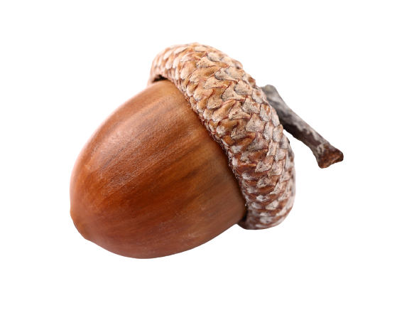 Detail Acorn Transparent Background Nomer 4