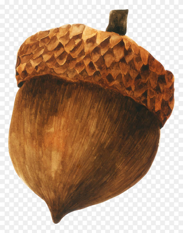 Detail Acorn Transparent Background Nomer 48
