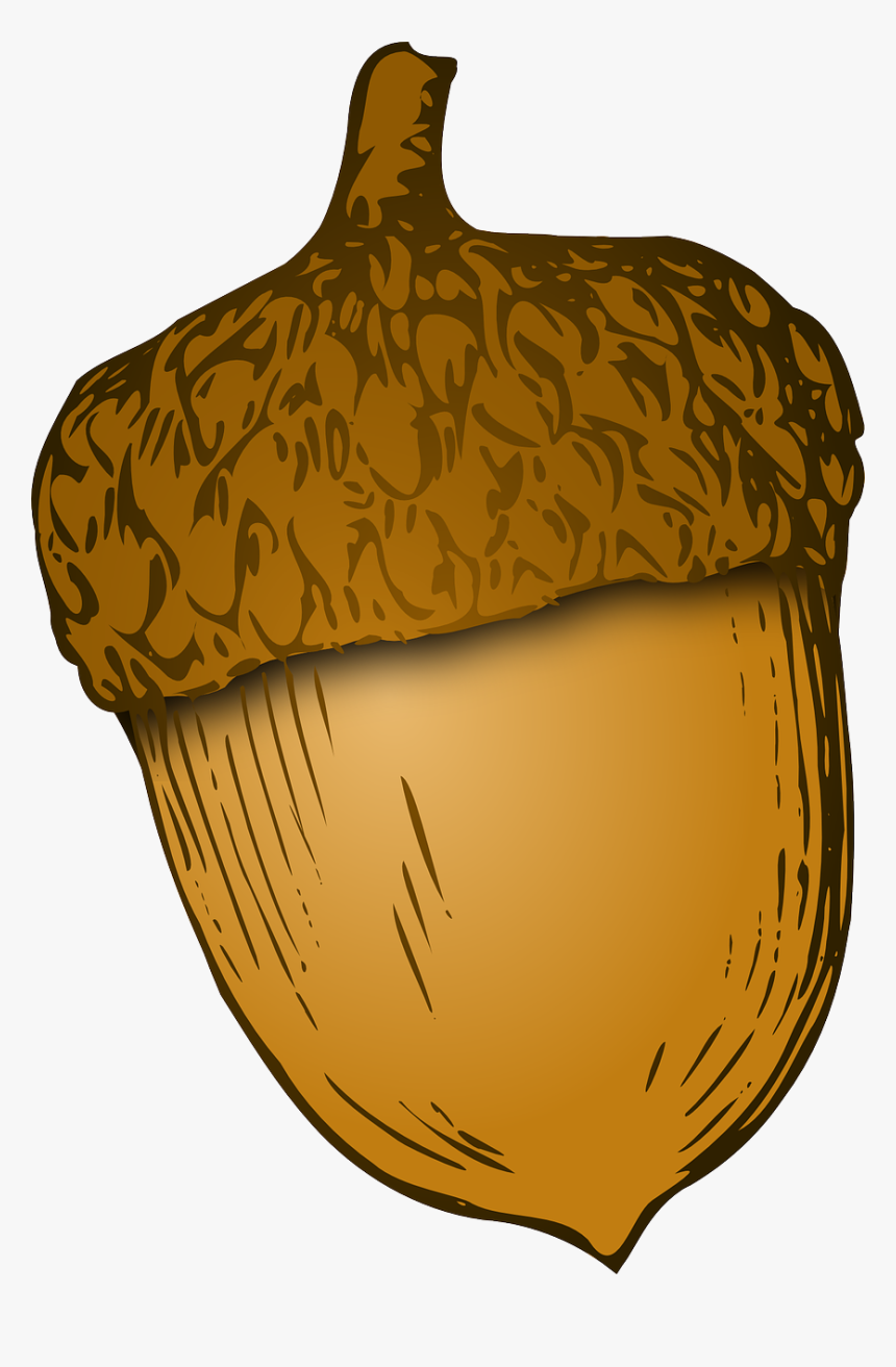 Detail Acorn Transparent Background Nomer 51