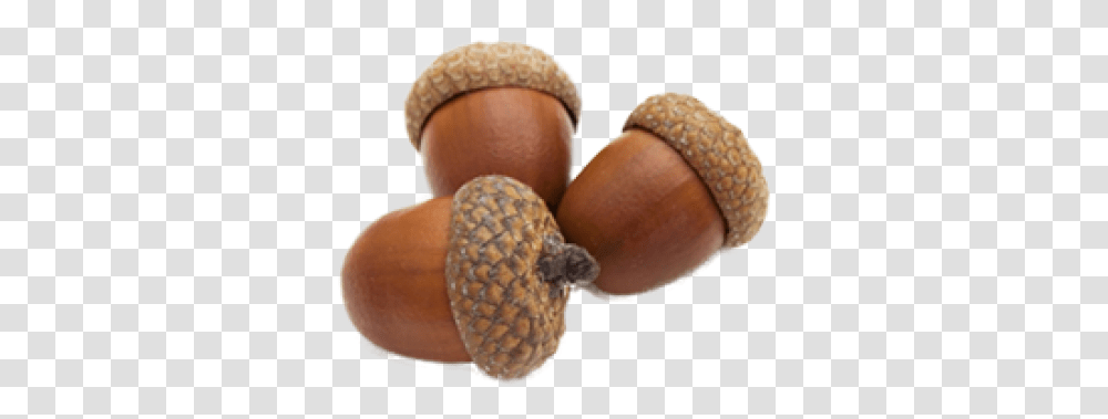Detail Acorn Transparent Background Nomer 53