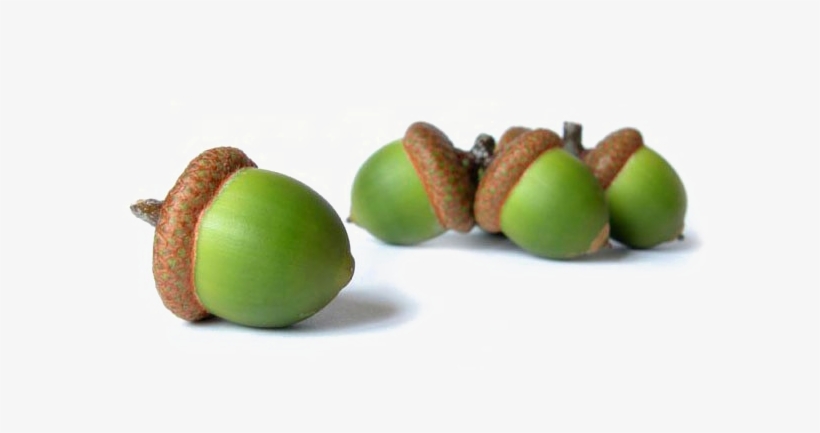 Detail Acorn Transparent Background Nomer 54