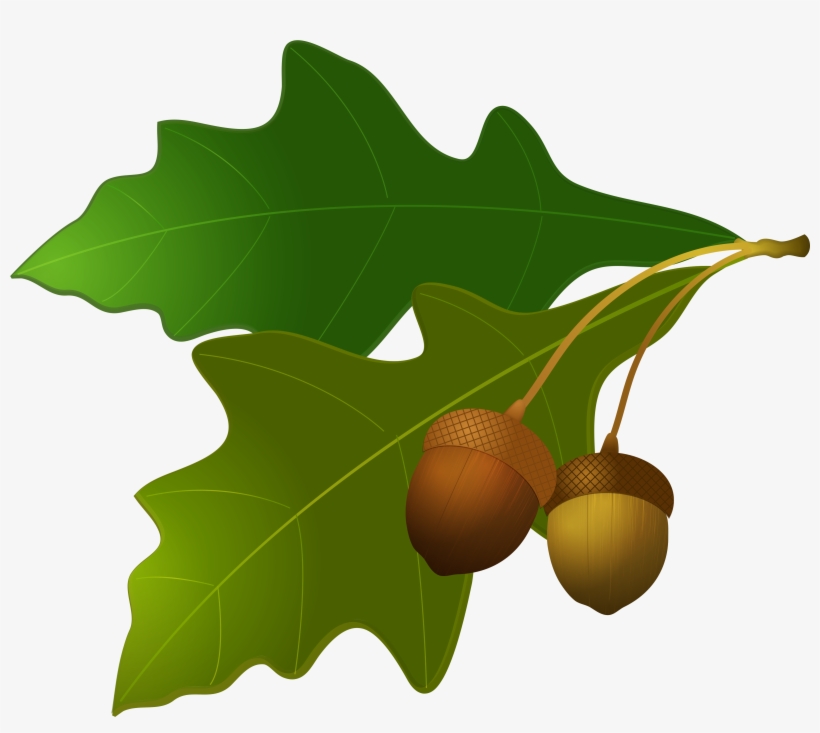 Detail Acorn Transparent Background Nomer 55