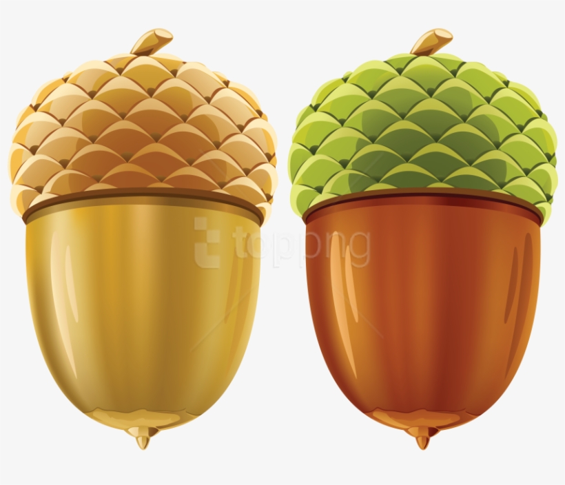 Detail Acorn Transparent Background Nomer 56