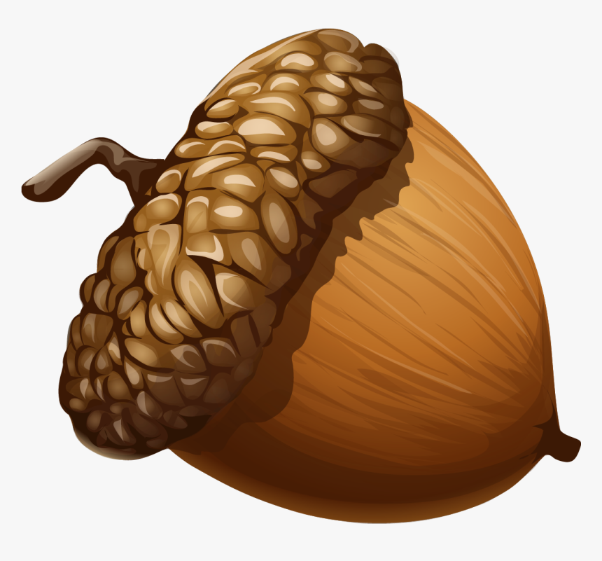 Detail Acorn Transparent Background Nomer 5