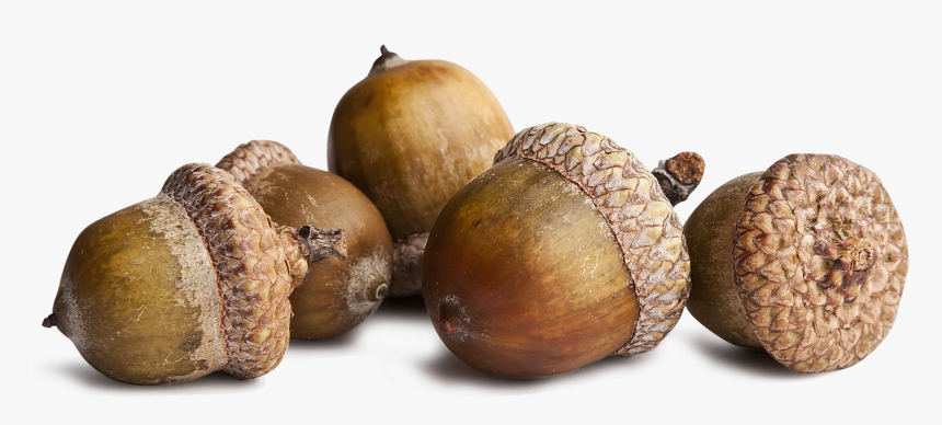 Acorns Png - KibrisPDR
