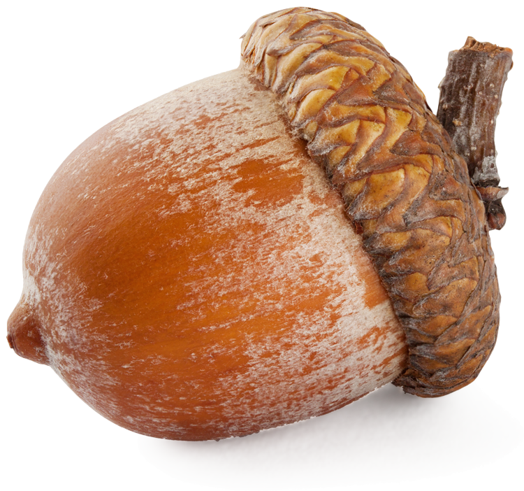 Detail Acorns Png Nomer 12