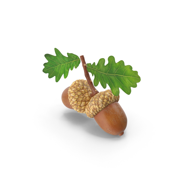 Detail Acorns Png Nomer 24