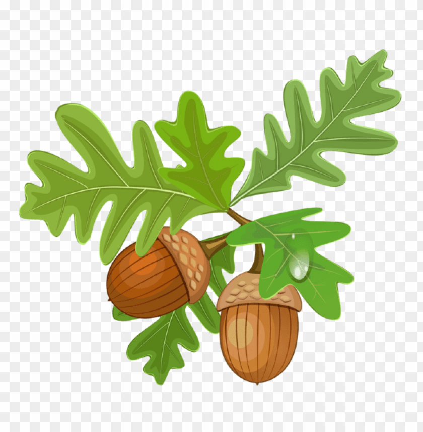 Detail Acorns Png Nomer 25