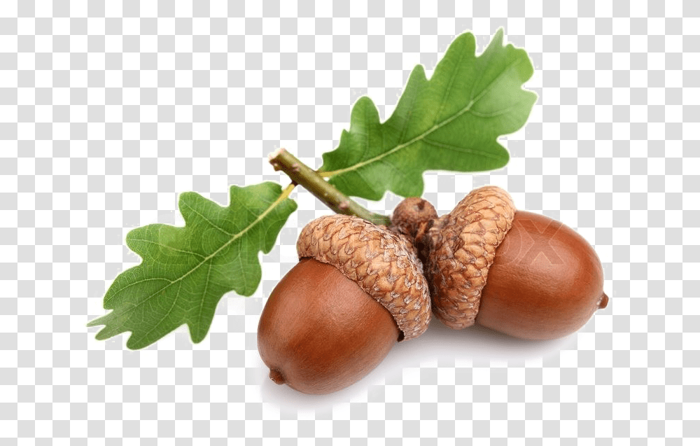 Detail Acorns Png Nomer 27