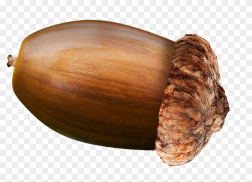 Detail Acorns Png Nomer 29