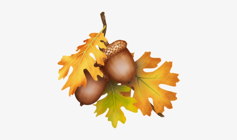 Detail Acorns Png Nomer 37
