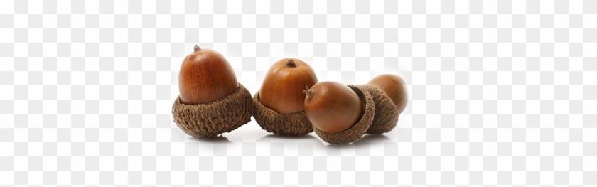 Detail Acorns Png Nomer 38