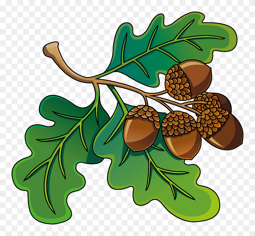 Detail Acorns Png Nomer 40